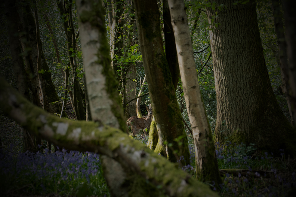 Photographie