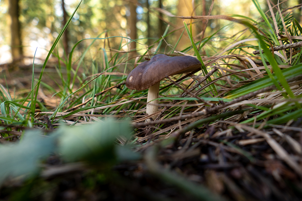Photographie